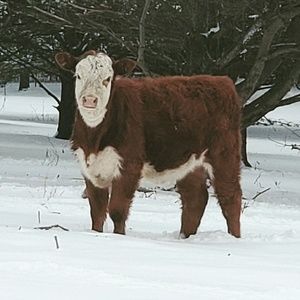 Meet your Posher, Jenny